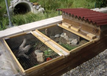 Est-ce que les tortues aiment la pluie ?