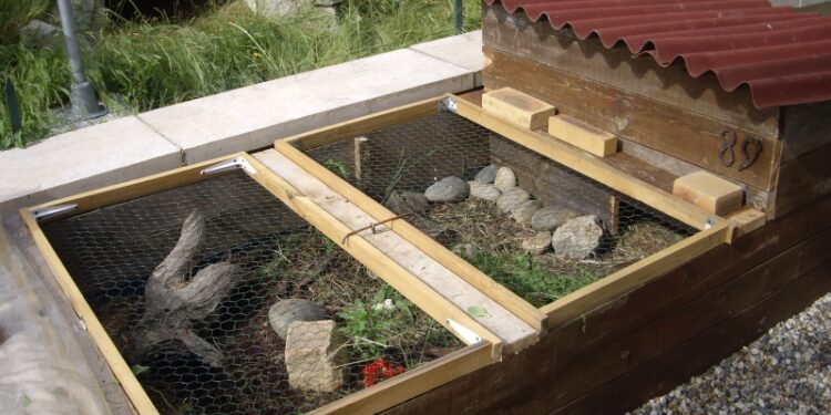 Est-ce que les tortues aiment la pluie ?