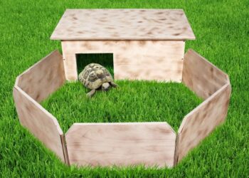 Est-ce que les tortues aiment la pluie ?