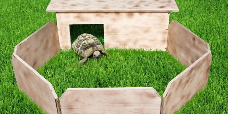 Est-ce que les tortues aiment la pluie ?