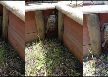 Est-ce que les tortues aiment la pluie ?