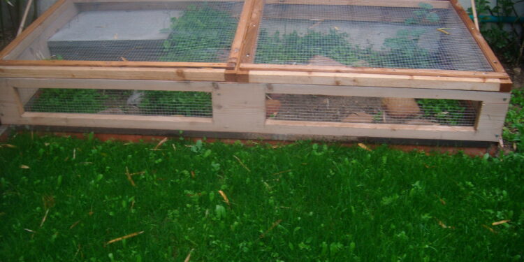 Est-ce que les tortues aiment la pluie ?