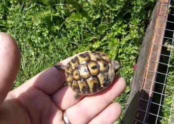 Est-ce que les tortues aiment la pluie ?