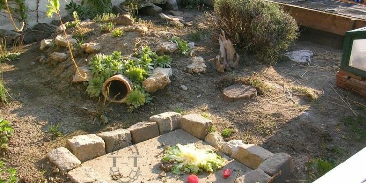 Est-ce que les tortues aiment la pluie ?