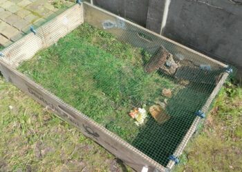 Est-ce que les tortues aiment la pluie ?