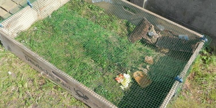 Est-ce que les tortues aiment la pluie ?