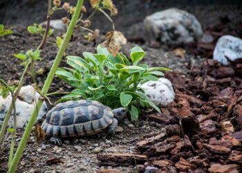 Est-ce que les tortues aiment la pluie ?