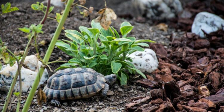 Est-ce que les tortues aiment la pluie ?