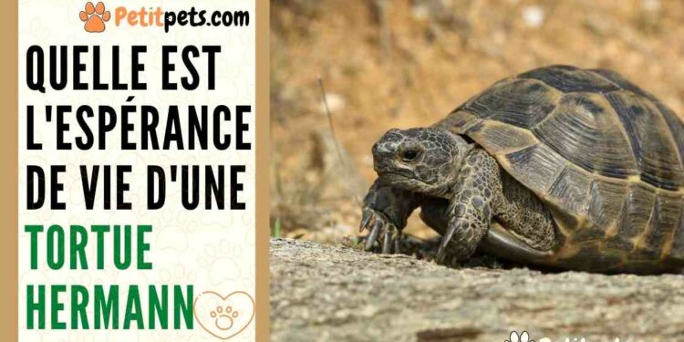 Est-ce que les tortues aiment les câlins ?