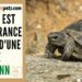 Est-ce que les tortues aiment les câlins ?
