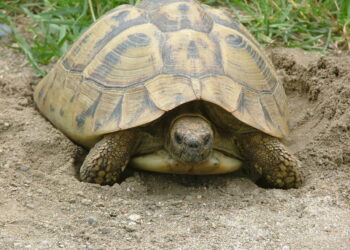 Est-ce que les tortues aiment les câlins ?