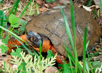 Est-ce que les tortues aiment les câlins ?