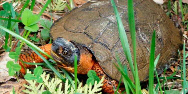Est-ce que les tortues aiment les câlins ?