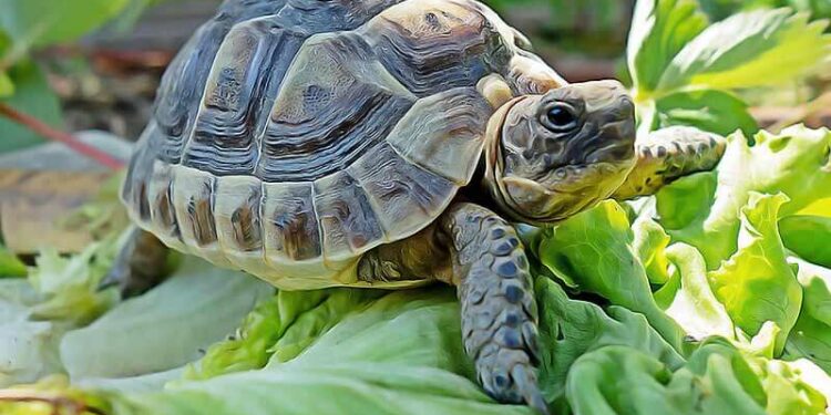 Est-ce que les tortues aiment les humains ?