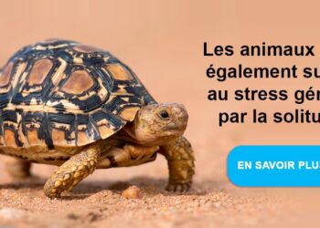 Est-ce que les tortues de terre mangent de la banane ?