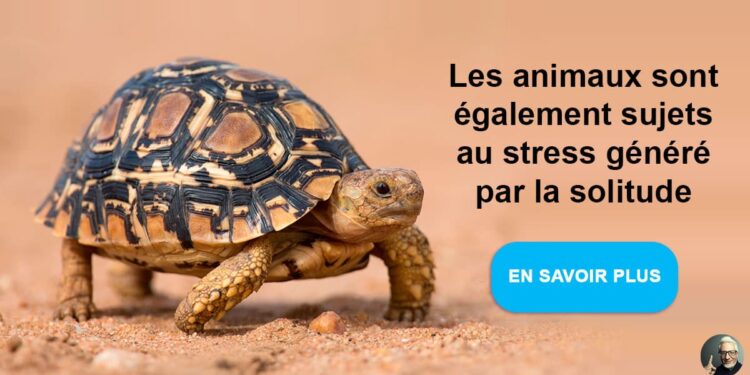 Est-ce que les tortues de terre mangent de la banane ?