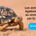 Est-ce que les tortues de terre mangent de la banane ?
