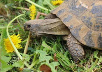 Est-ce que les tortues de terre mangent des carottes ?