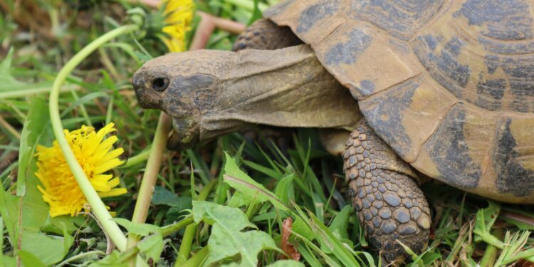 Est-ce que les tortues de terre mangent des carottes ?