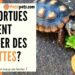 Est-ce que les tortues de terre mangent des carottes ?
