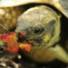 Est-ce que les tortues de terre mangent des concombres ?