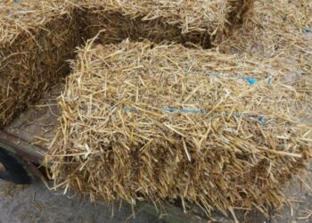 Est-ce que les tortues de terre mangent du foin ?