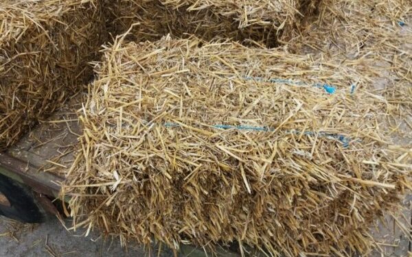 Est-ce que les tortues de terre mangent du foin ?