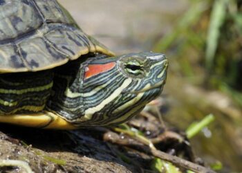 Est-ce que les tortues d'eau dorment dans l'eau ?