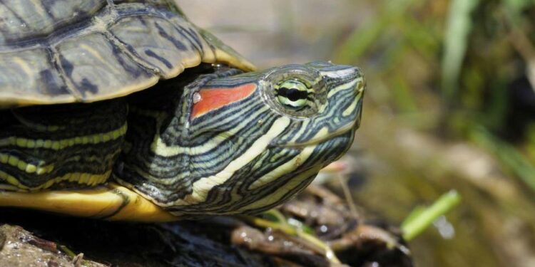 Est-ce que les tortues d'eau dorment dans l'eau ?