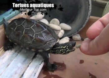 Est-ce que les tortues d'eau dorment dans l'eau ?