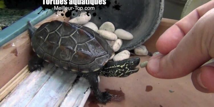 Est-ce que les tortues d'eau dorment dans l'eau ?