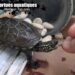 Est-ce que les tortues d'eau dorment dans l'eau ?