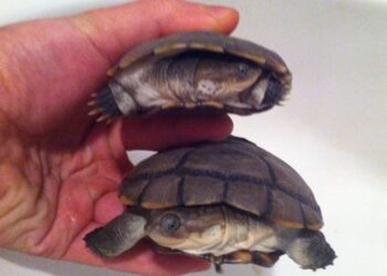 Est-ce que les tortues d'eau grossissent ?