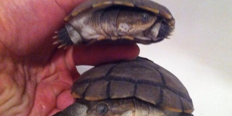 Est-ce que les tortues d'eau grossissent ?