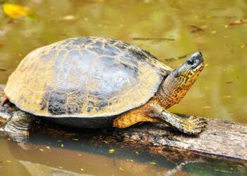 Est-ce que les tortues d'eau mordent ?