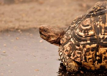 Est-ce que les tortues doivent boire de l'eau ?