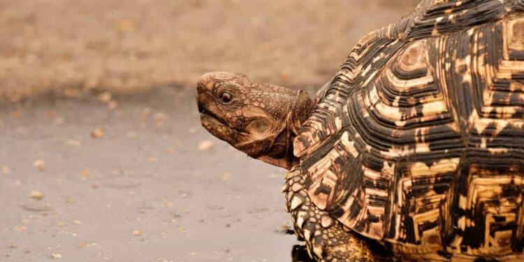 Est-ce que les tortues doivent boire de l'eau ?