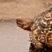 Est-ce que les tortues doivent boire de l'eau ?
