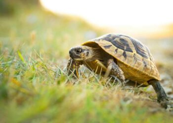 Est-ce que les tortues grossissent pendant l'hibernation ?