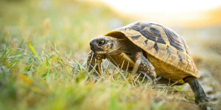 Est-ce que les tortues grossissent pendant l'hibernation ?