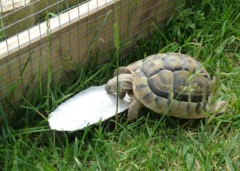 Est-ce que les tortues mangent des os de seiche ?