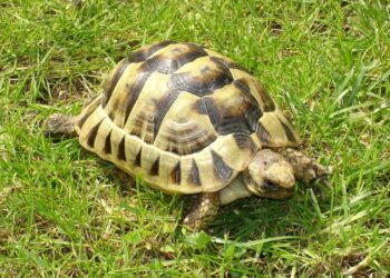 Est-ce que les tortues mangent les épluchures de carottes ?
