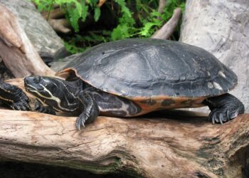 Est-ce que les tortues nous reconnaissent leur maitre ?