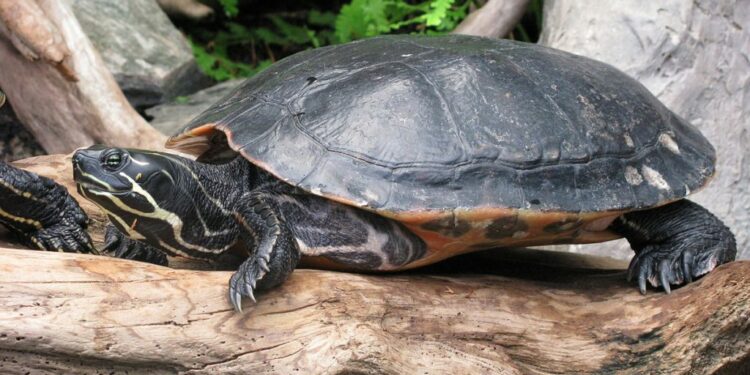 Est-ce que les tortues nous reconnaissent leur maitre ?