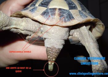 Est-ce que les tortues nous reconnaissent leur maitre ?