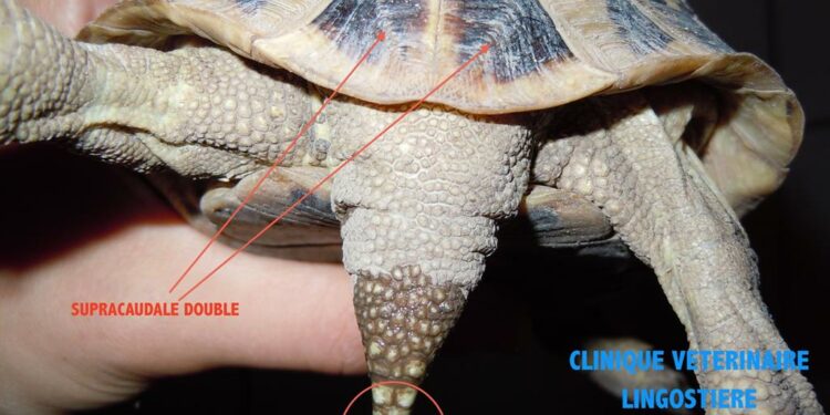 Est-ce que les tortues nous reconnaissent leur maitre ?