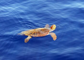 Est-ce que les tortues nous reconnaissent leur maitre ?