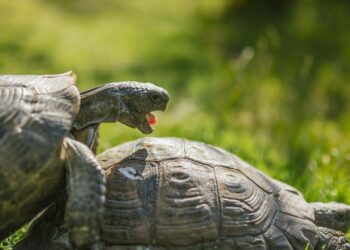 Est-ce que les tortues reconnaissent leur maître ?