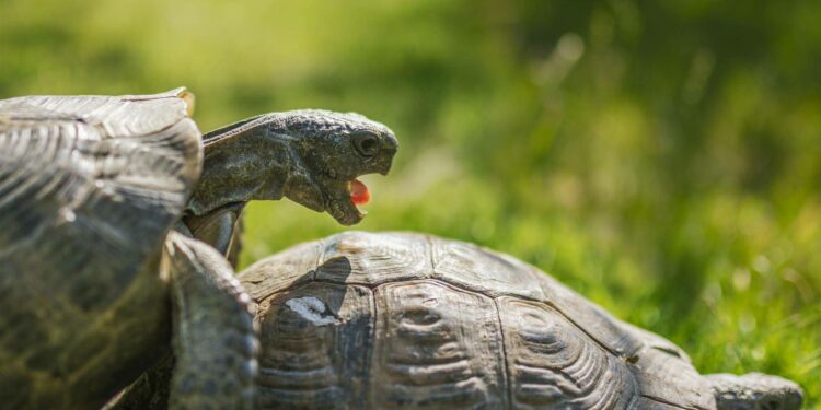 Est-ce que les tortues reconnaissent leur maître ?