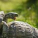 Est-ce que les tortues reconnaissent leur maître ?